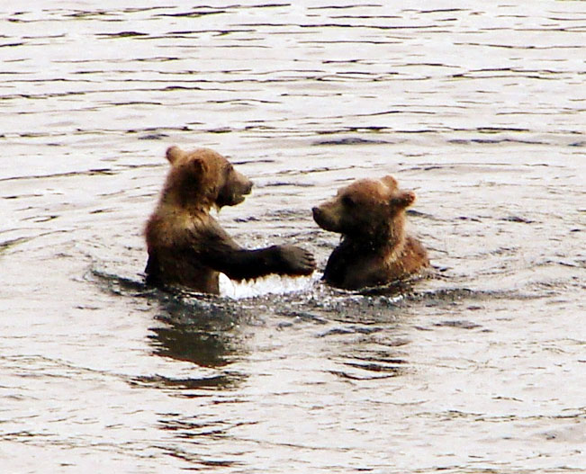 Two brown bears playing in the water