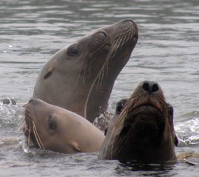 Sea lions are a common siting on Alaska Cruises