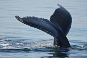 See whales on the best Alaska Small Cruise